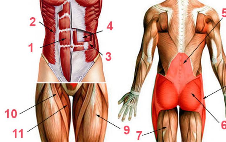 Мышцы кора: тренировка и укрепление Подтягивания и мышцы кора