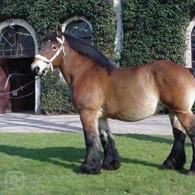 Характеристика арденской лошади Арденский тяжеловоз