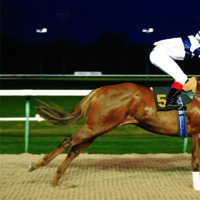 Horse racing: about all types of horse racing