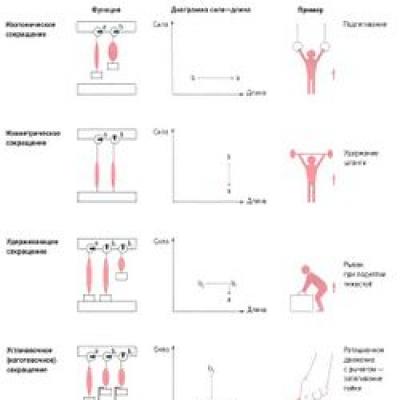 Types of muscle contractions Characteristics of types and modes of muscle contraction