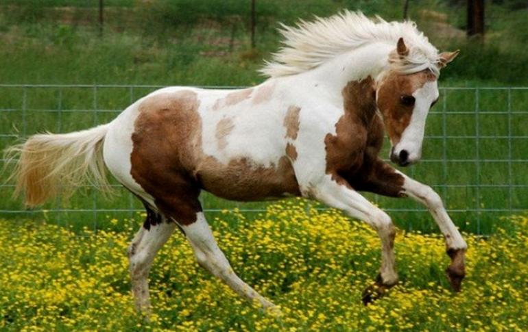 Painted horses: all about piebald color