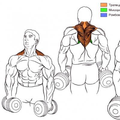 Shrug exercise to train the trapezius muscles of the back