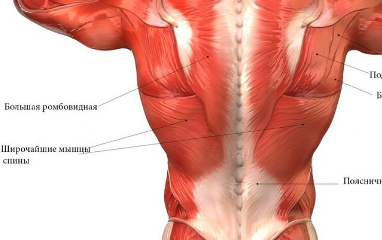 Как укрепить мышцы спины в домашних условиях: самые эффективные упражнения и принципы их выполнения