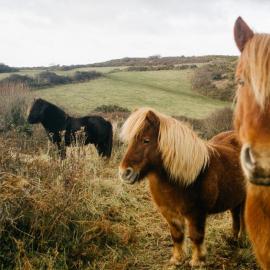 Pony breeds.  Pony horse.  Pony lifestyle and habitat.  What are the benefits of horse riding?