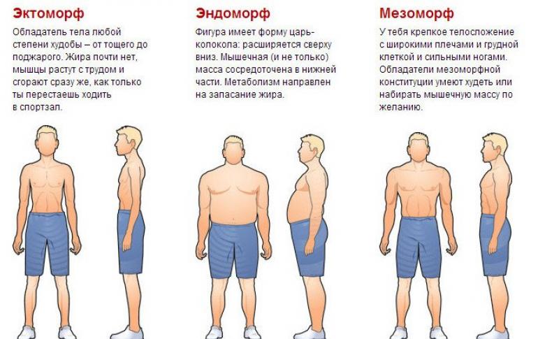 Лучшие программы тренировок для эндоморфа на массу и рельеф Программа тренировок для эндоморфа на похудение
