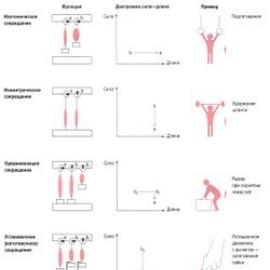 Виды мышечных сокращений Характеристика видов и режимов мышечного сокращения