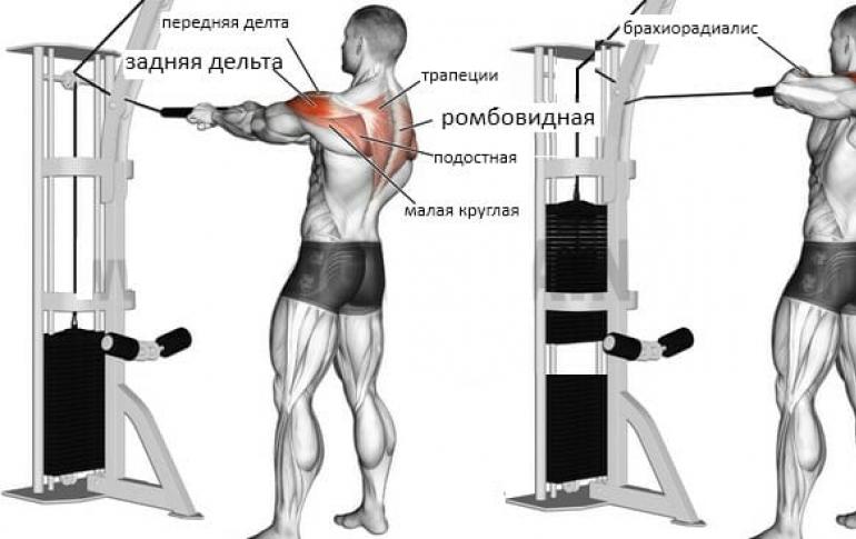 Внутри мышцы: Лучшие упражнения для дельт и трапеций (окончание)